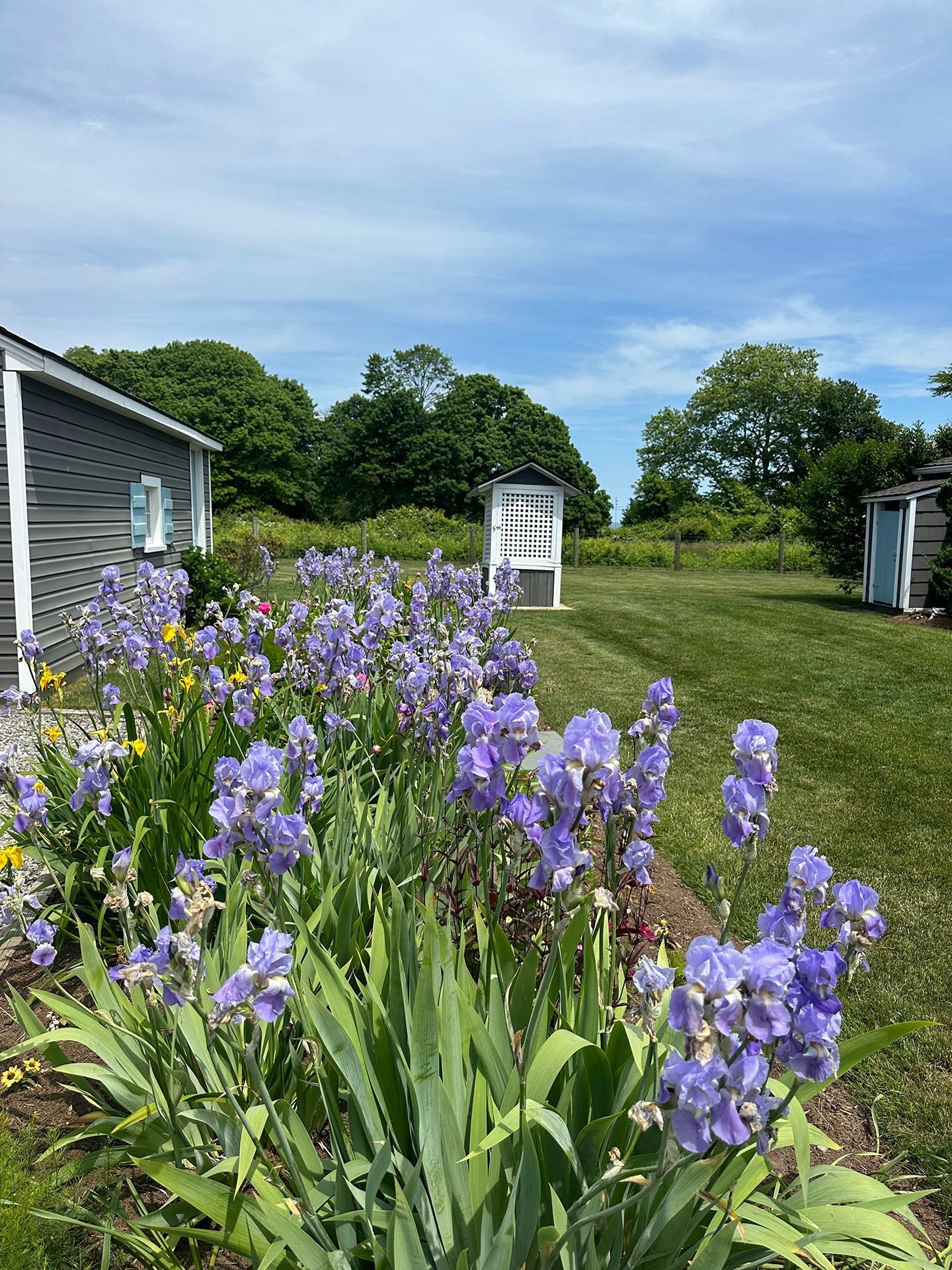 A bunch of purple flowers are growing in a garden in front of a house.