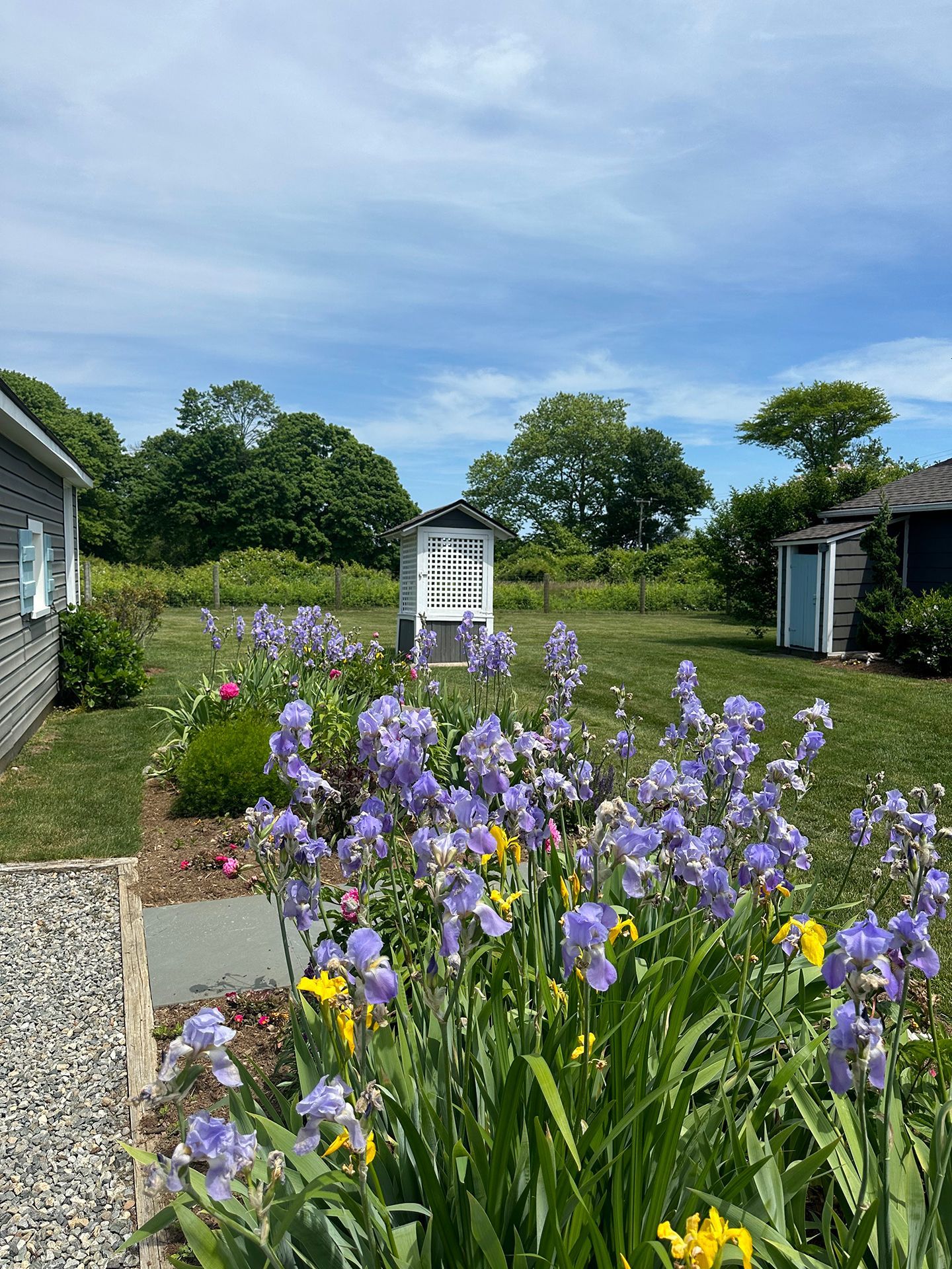 A garden with purple and yellow flowers in front of a house.