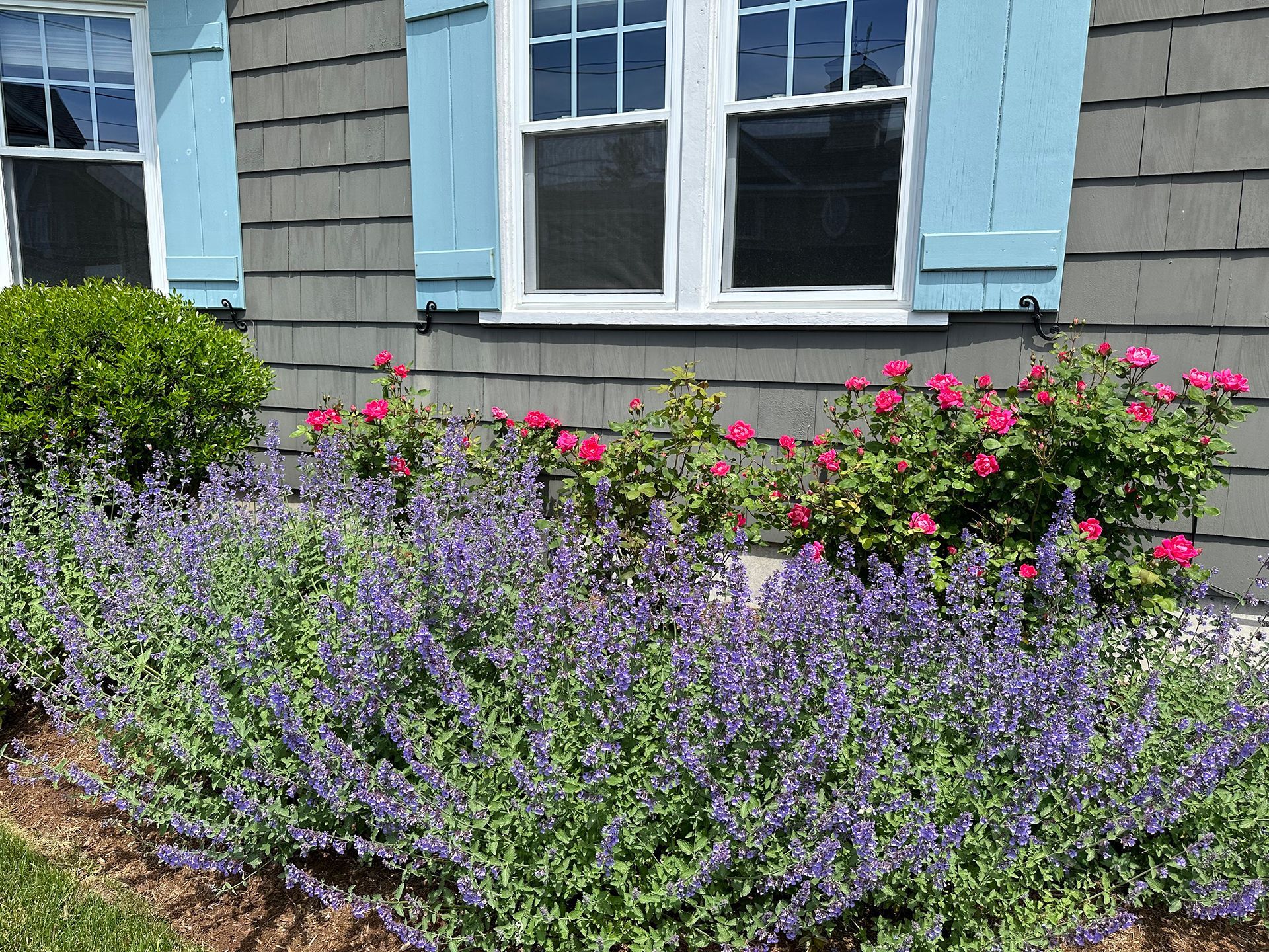 A house with blue shutters and purple flowers in front of it