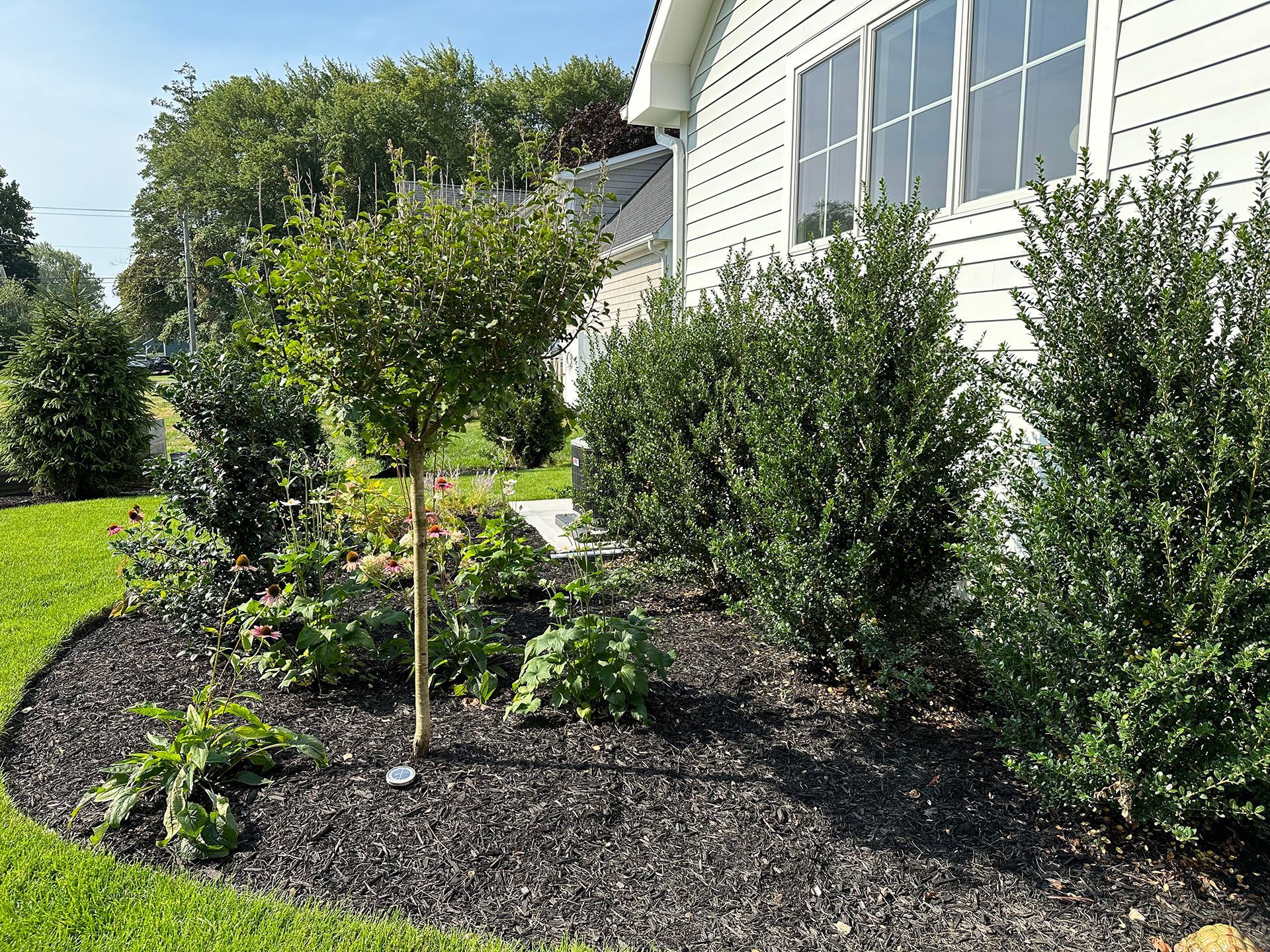 There is a tree in the middle of the garden in front of the house.