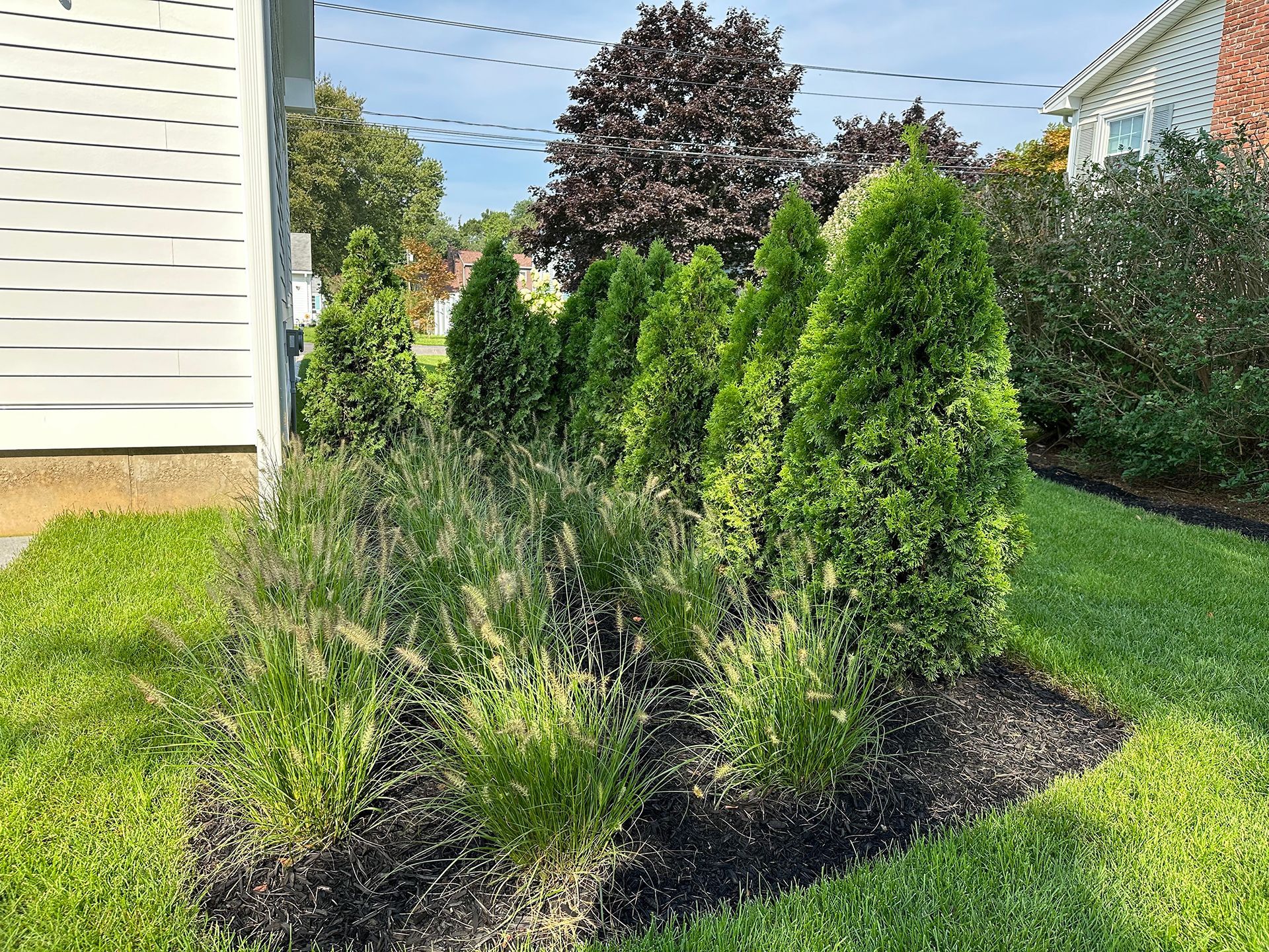 A row of trees in a yard next to a house.