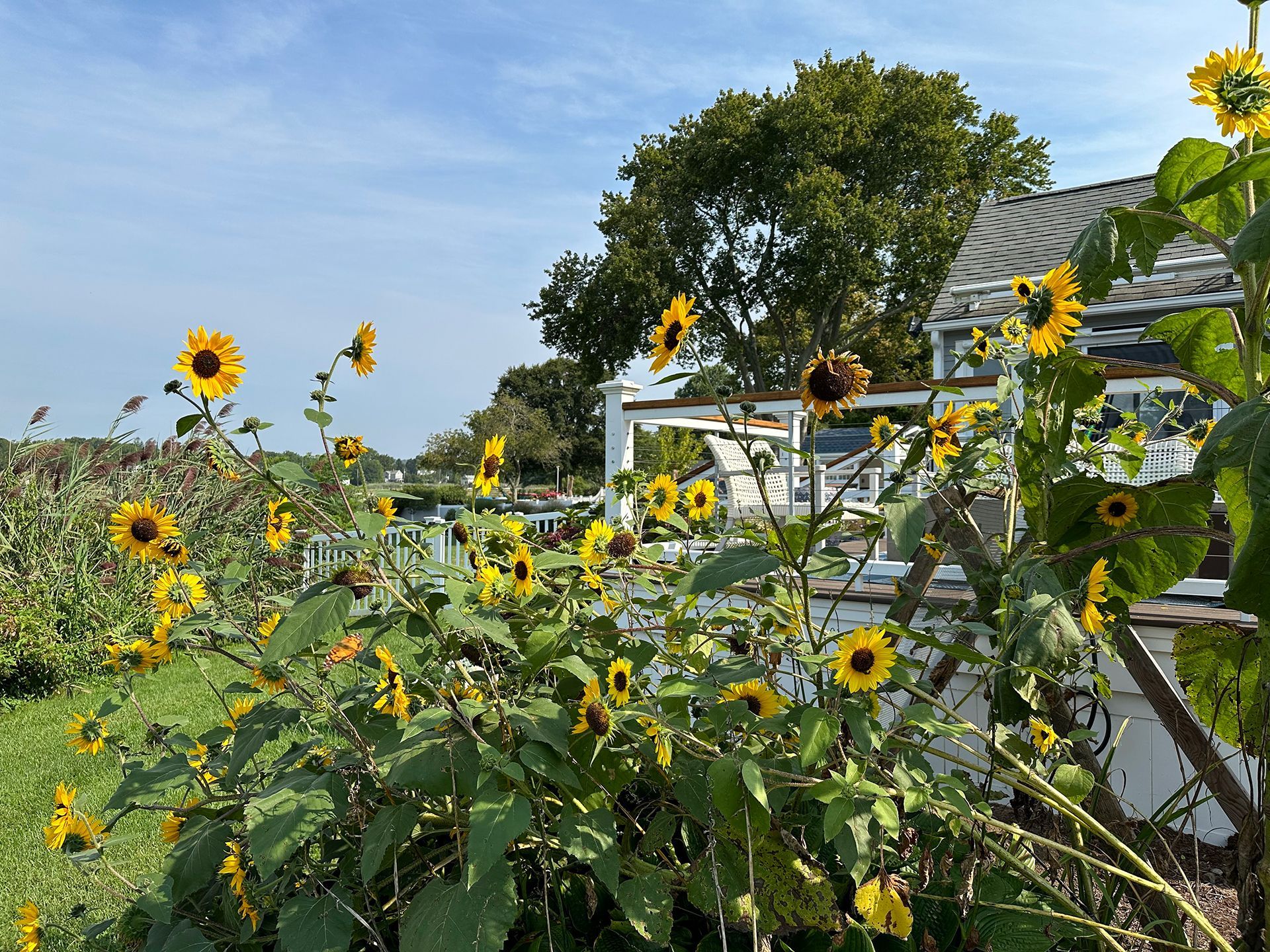 A bunch of sunflowers are growing in a garden in front of a house.