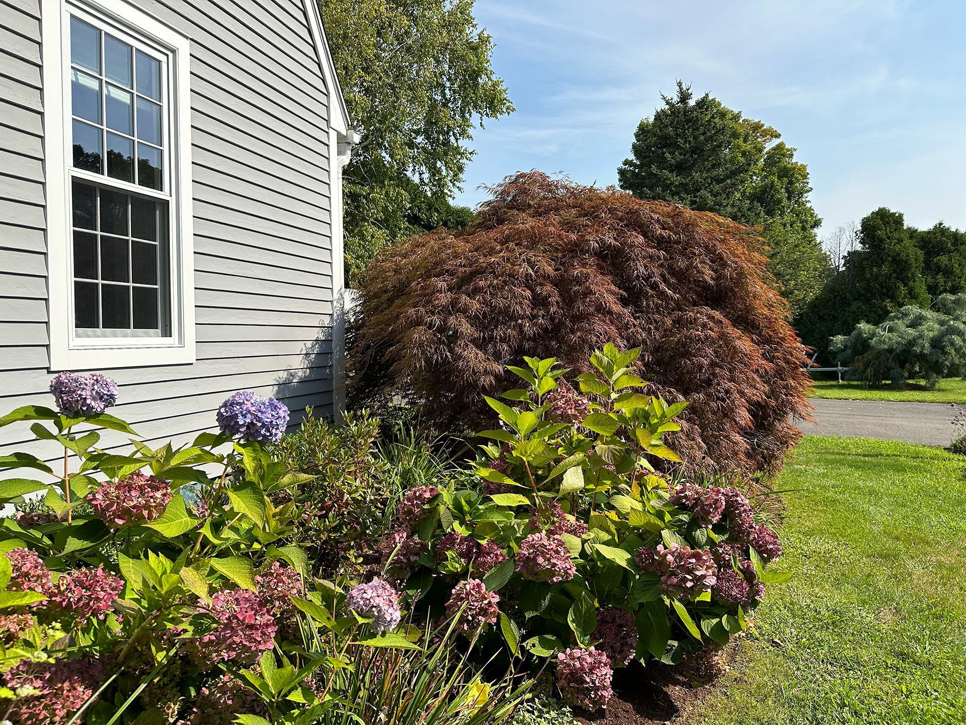 A house with purple flowers in front of it