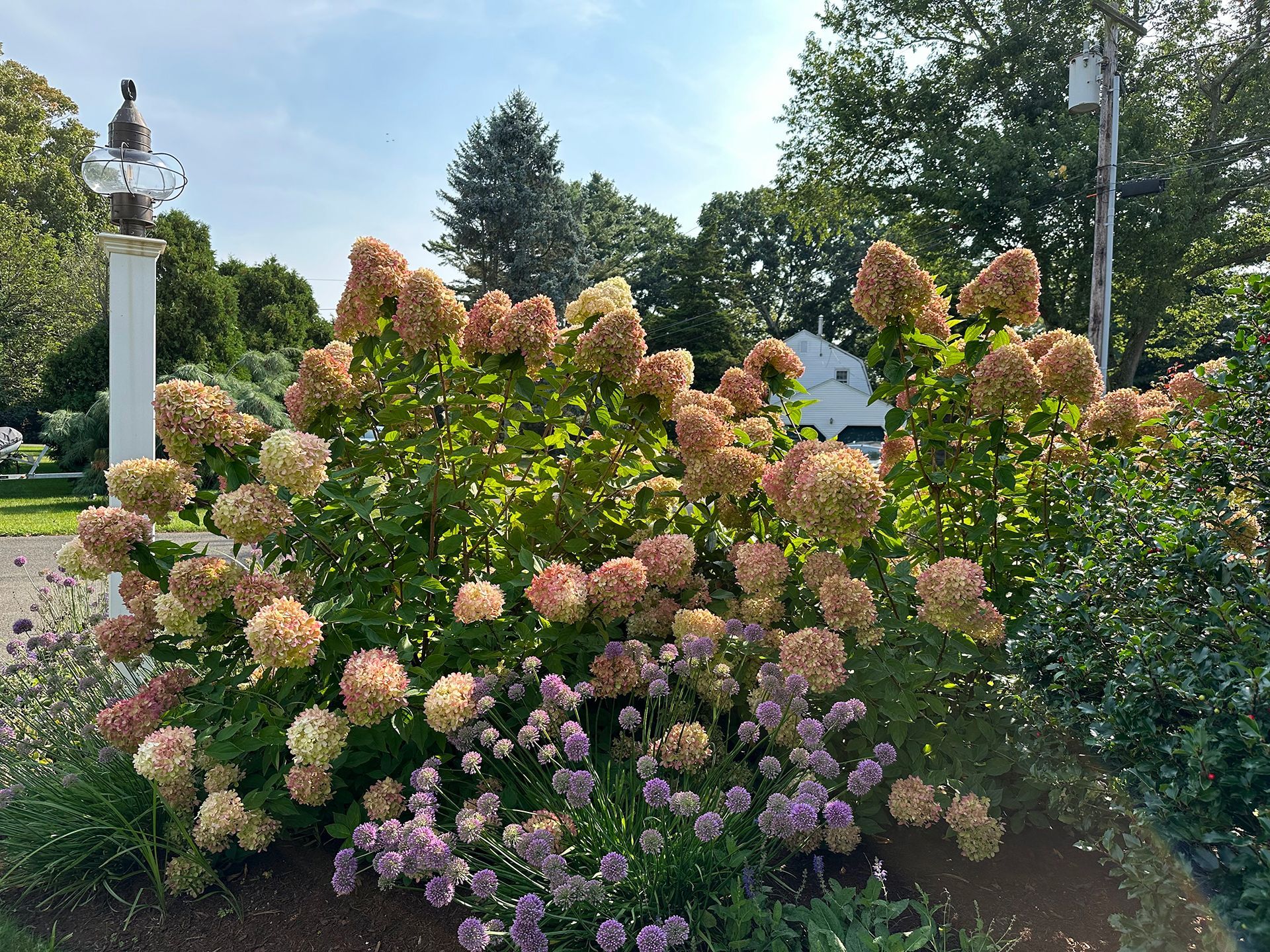 A bush with lots of pink and purple flowers in a garden.