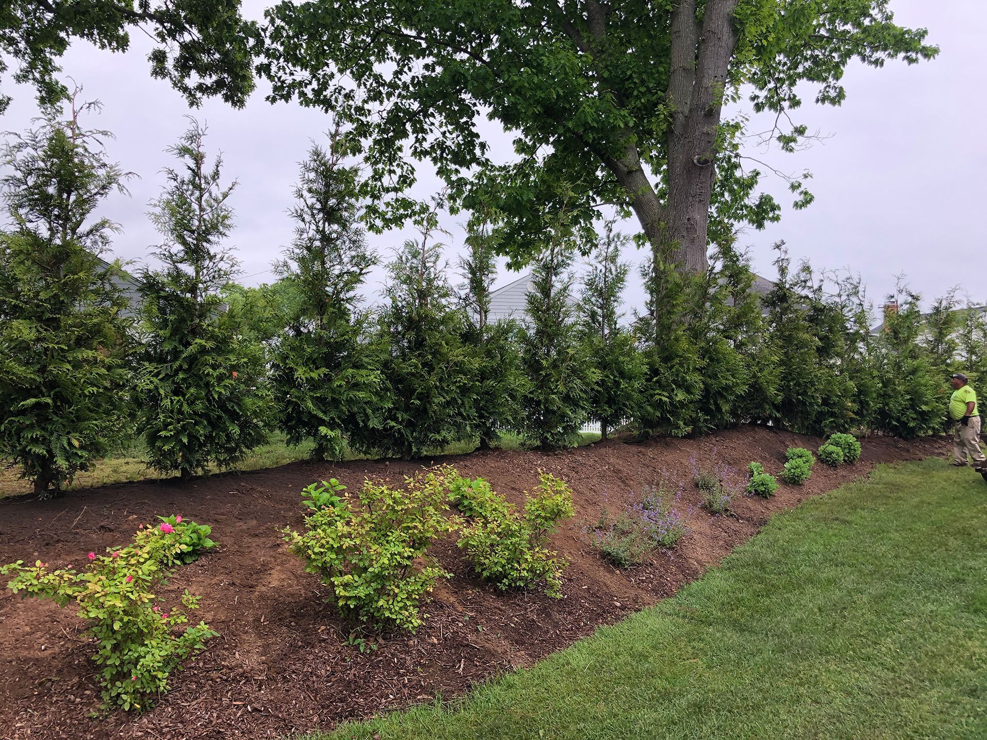 A man is standing in front of a row of trees in a yard.