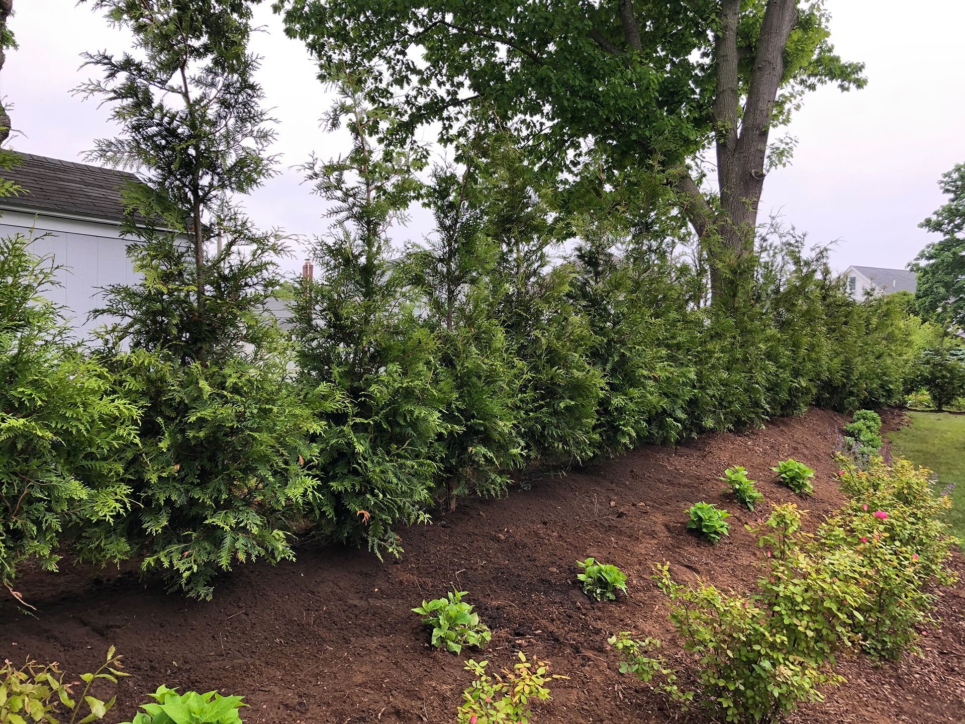 A bunch of bushes are growing on a hill in front of a house.