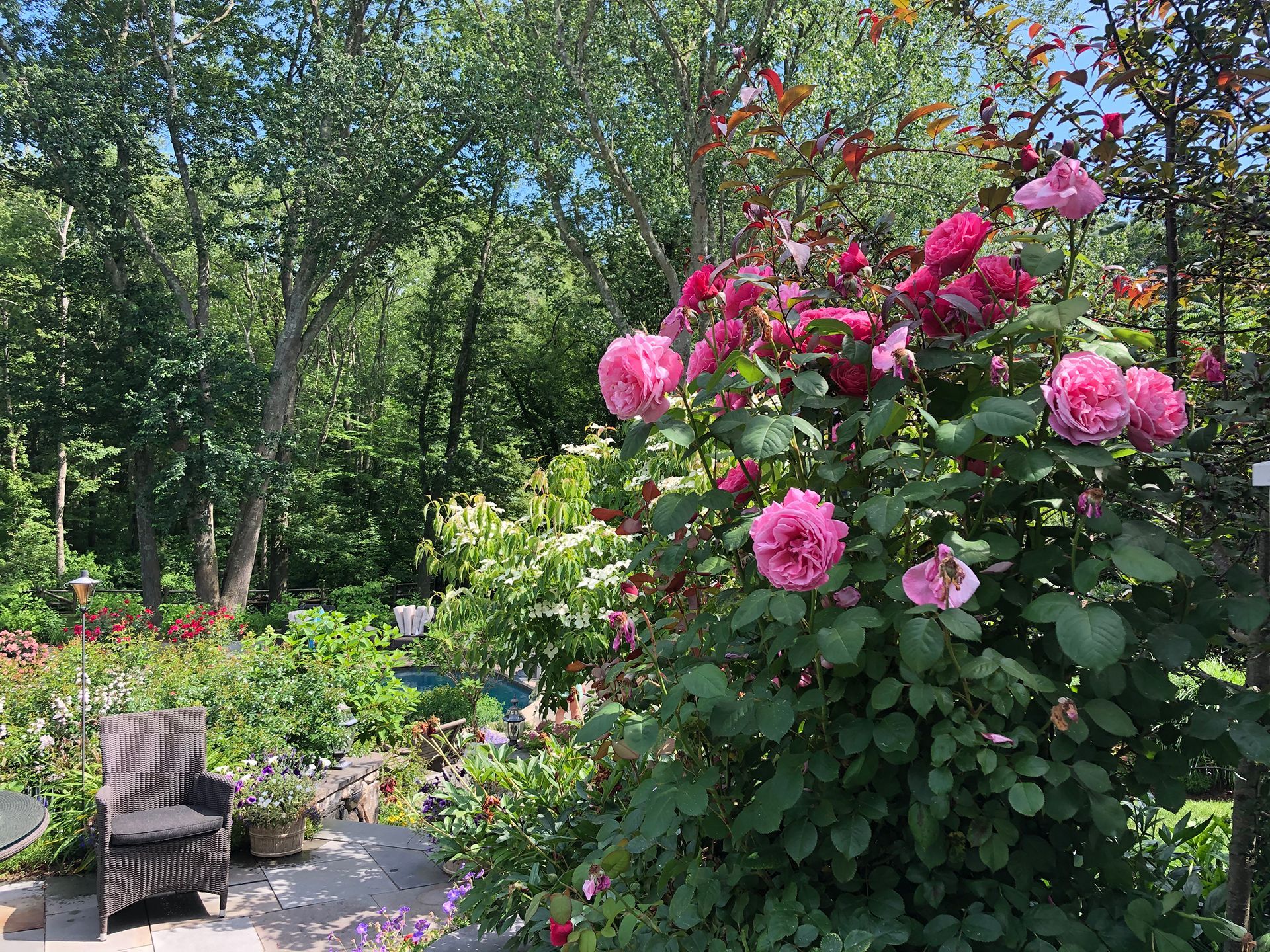 A bush with pink flowers in a garden with trees in the background.