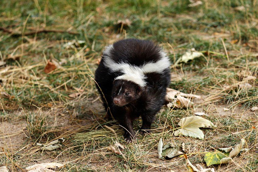 Skunk