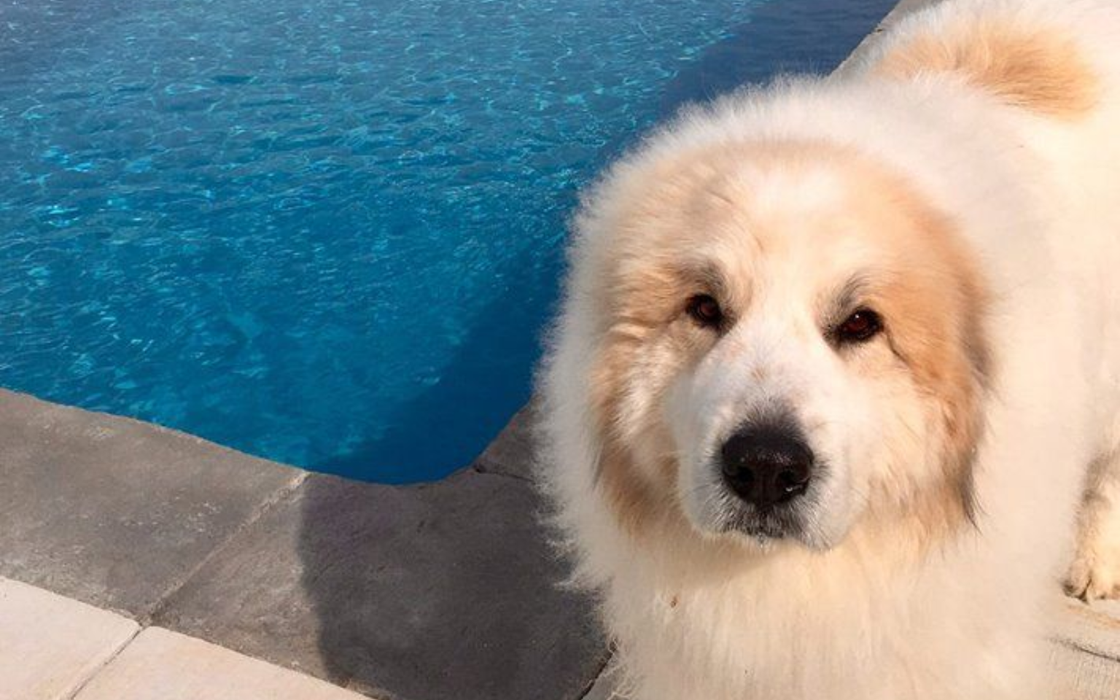 A great Pyrenees is photographed looking at the camera while standing next to a recently installed pool. 