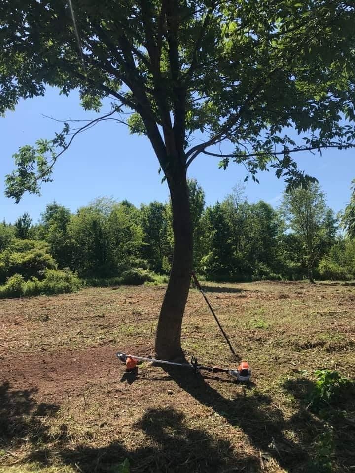 Tree removal
