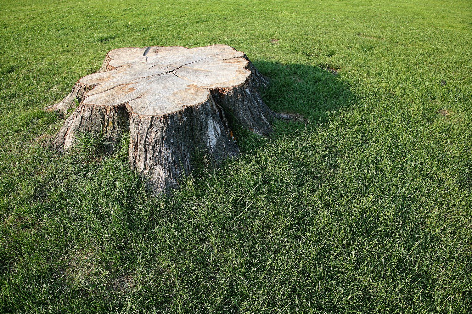 Learn more about Stump Grinding Stump Grinding