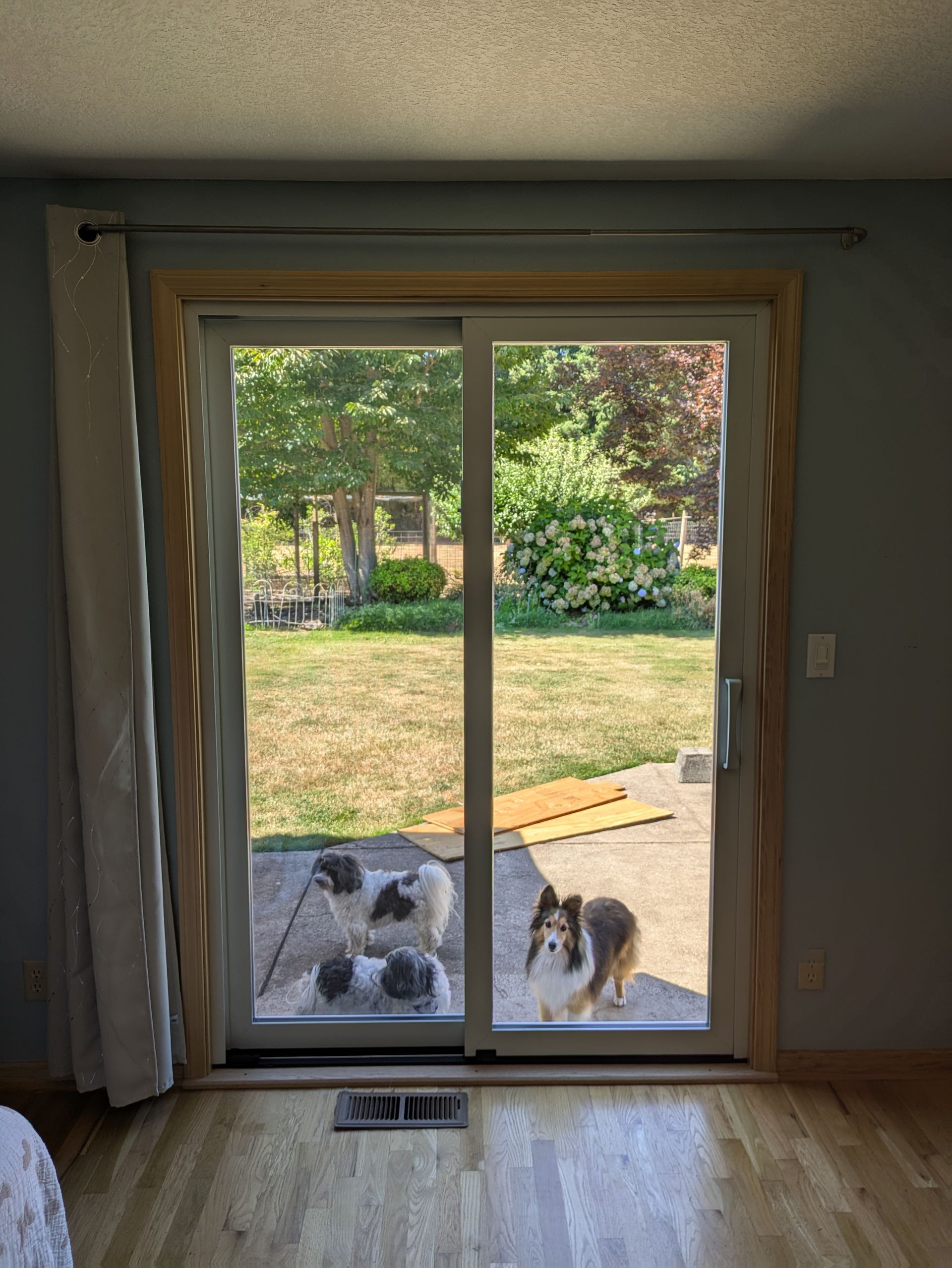 Three dogs stand inside near a sliding glass door, looking out at a backyard on a sunny day.