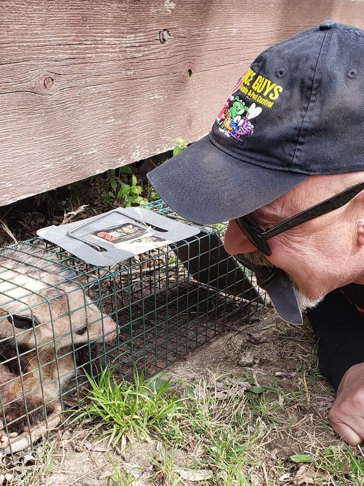 Man looking at a trapped animal in a cage. Cage is near a wooden structure.