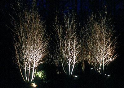 A row of trees is lit up at night.
