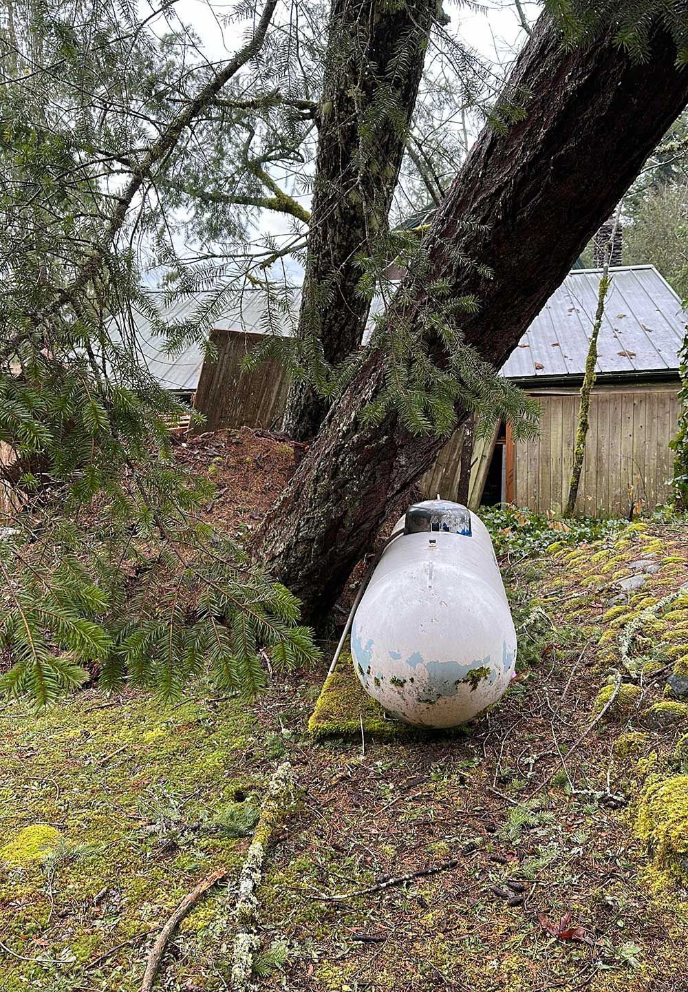 A white object is sitting under a tree in a yard.