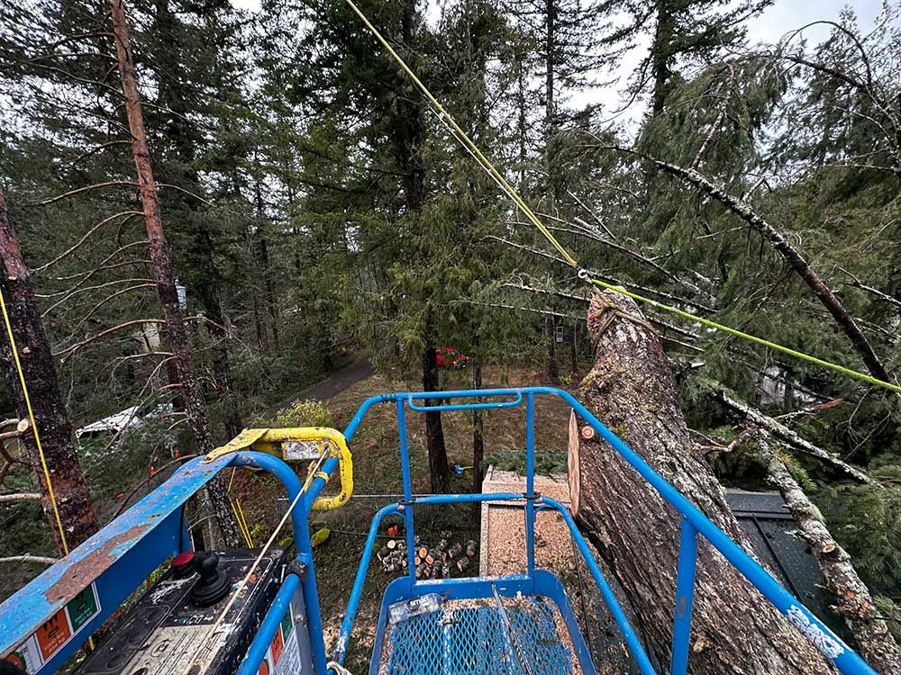 A blue crane is sitting in the middle of a forest next to a fallen tree.