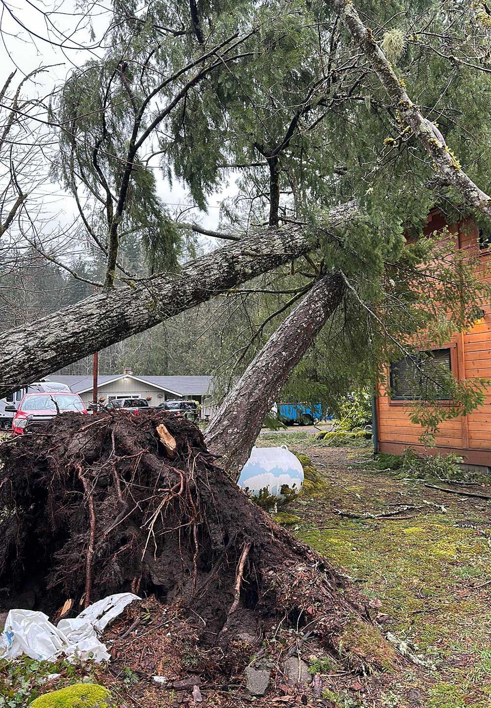 A large tree has fallen on top of a house.