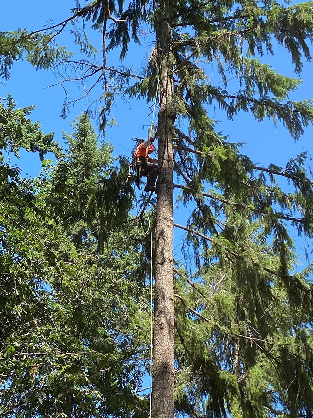 A man is climbing a tree with a chainsaw.