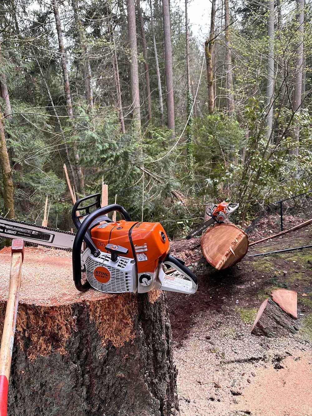 A chainsaw is sitting on top of a tree stump in the woods.