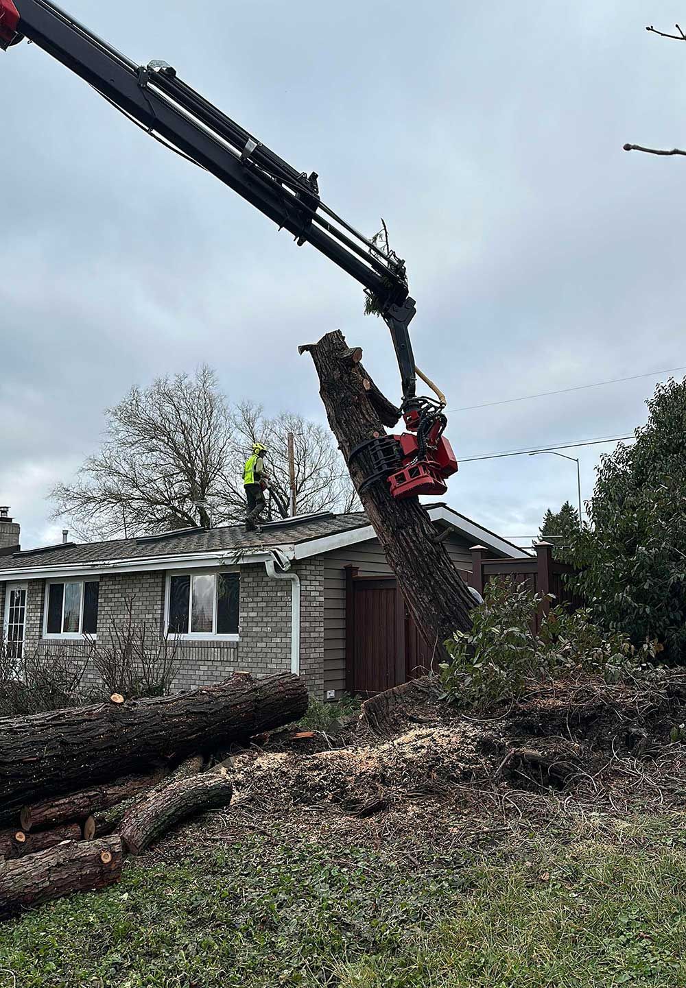 A crane is cutting down a tree in front of a house.