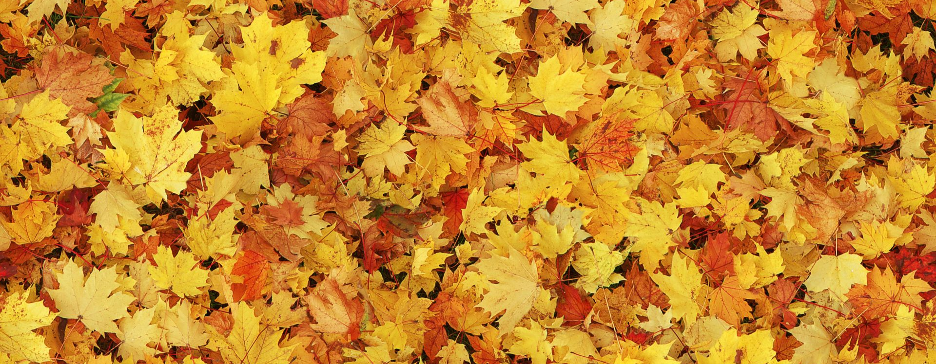 A dense pile of yellow and orange autumn leaves covering the ground