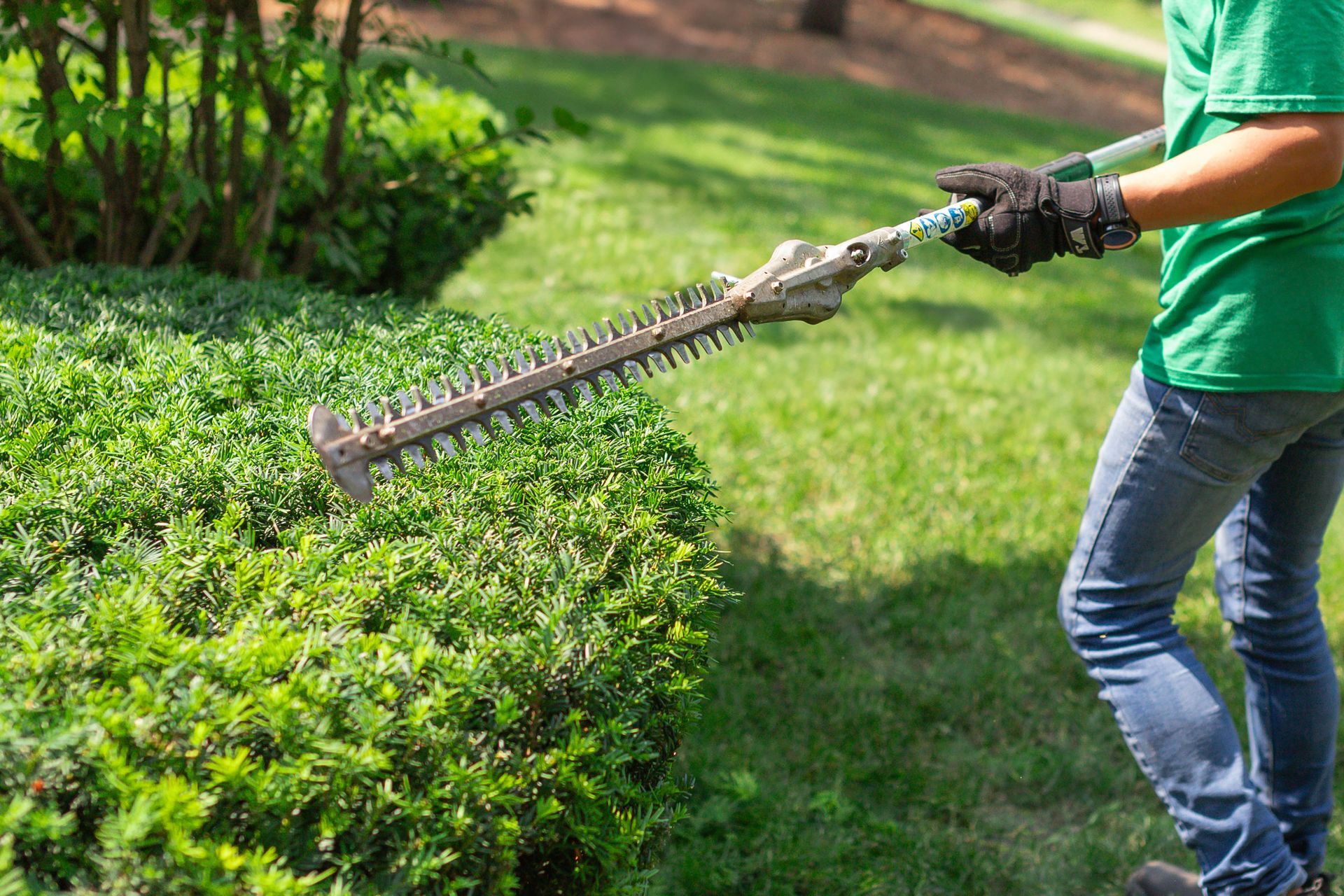 Hedge Trimming 