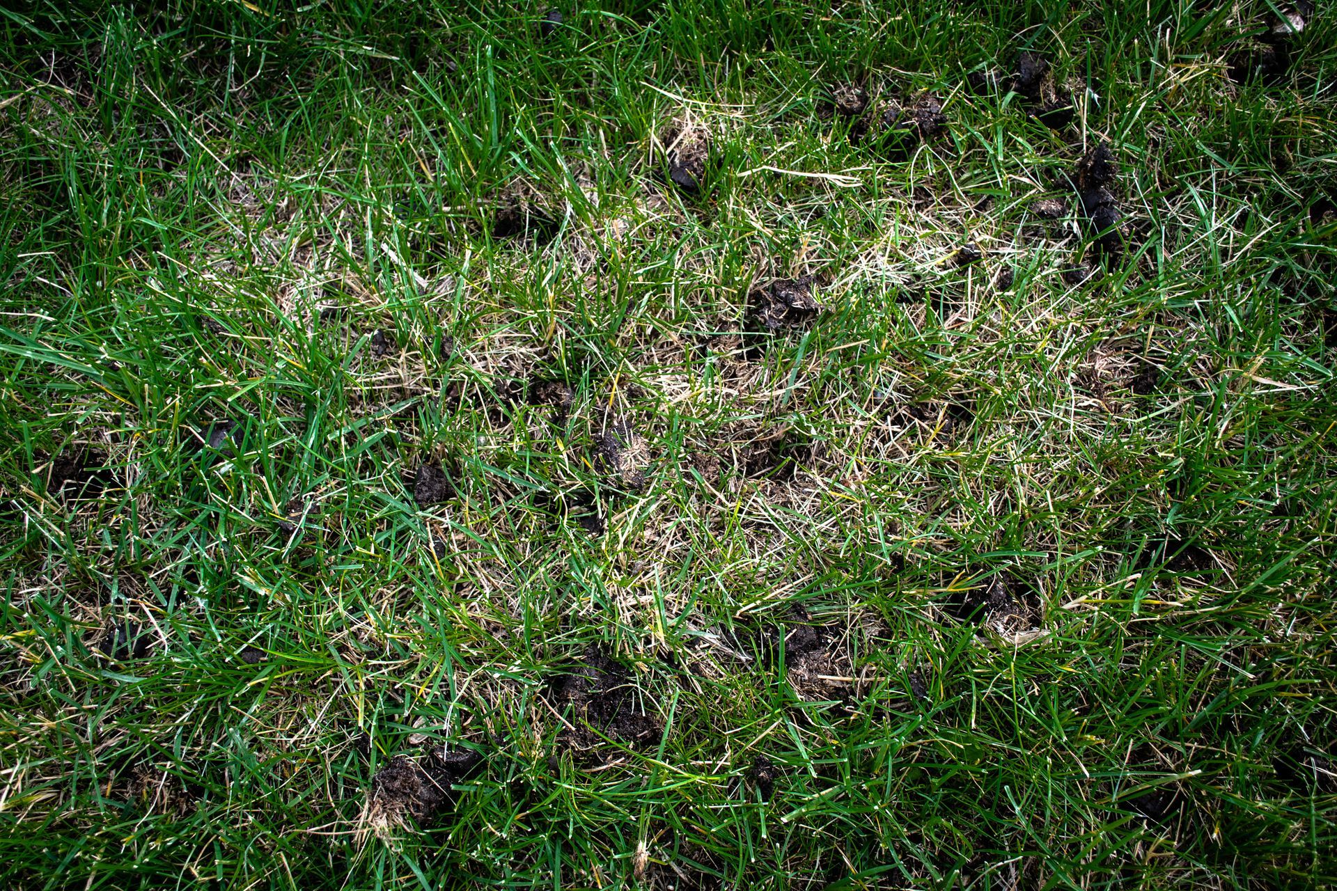 Aeration | Lawn King