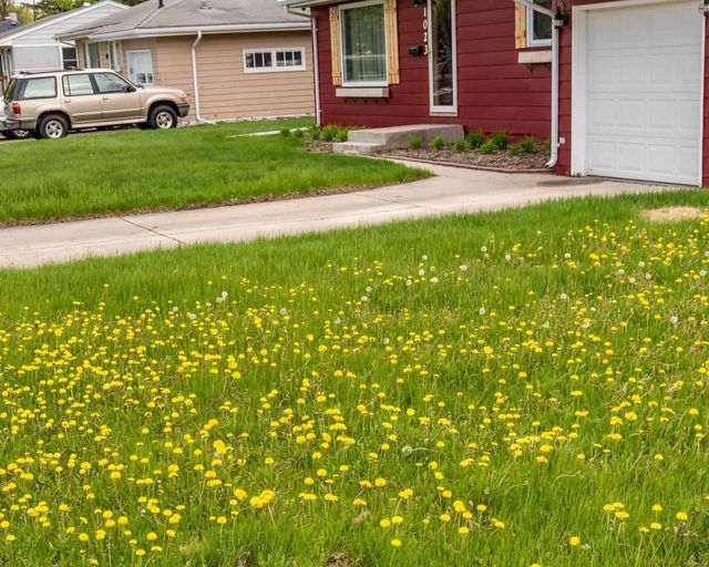 Dandelions | Weed Killer | Lawn King 