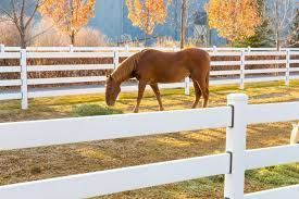 Brown horse grazing in a fenced pasture; white fence, autumn foliage in the background.