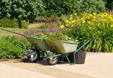wheelbarrows with plants