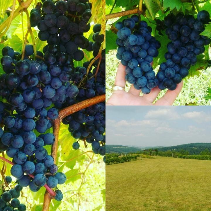 Grapes and Vineyard