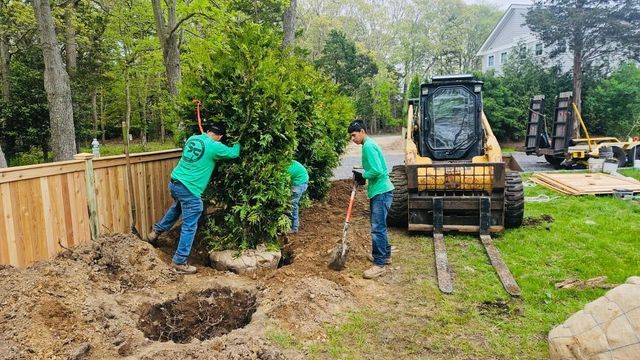 Workers planting a large tree in a backyard beside a skid-steer loader.