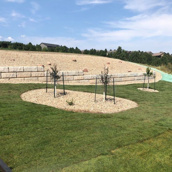 A retaining wall sits above a grassy lawn with young trees planted in mulch islands under a bright blue sky.