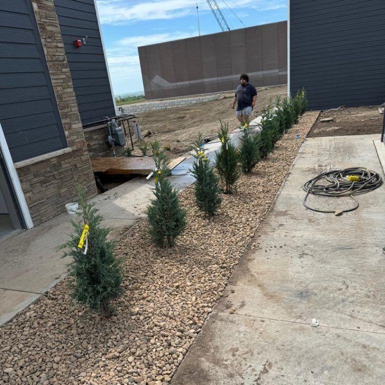 A row of small, newly planted evergreen trees lined up in a rocky garden bed next to a building and a sidewalk.