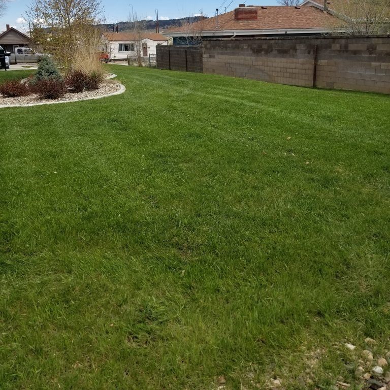 A well-maintained green lawn borders a landscaped flower bed with small shrubs and a stone wall in a residential setting.