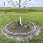 A young tree with a white trunk protector stands in a circular concrete border filled with mulch in a grassy field.