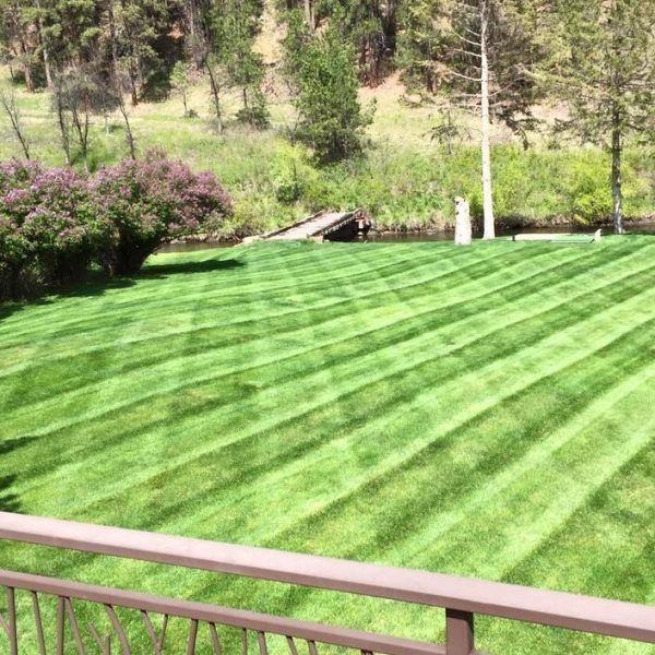 A lush green lawn with precise diagonal mowing stripes, bordered by blooming purple lilac bushes and trees.