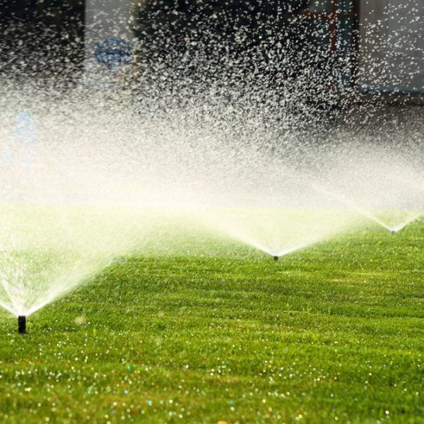 Several sprinklers spraying water across a lush green lawn on a sunny day.