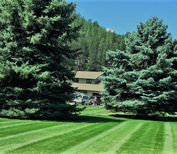 A house sits nestled behind two large, blue-green pine trees in a yard with freshly mowed stripes, backed by a pine forest.