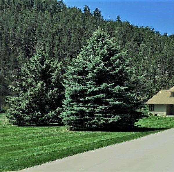 Two large, conical spruce trees on a manicured lawn next to a driveway, with a dense pine forest in the background.