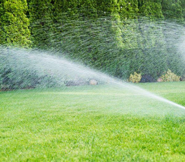 A lawn sprinkler sprays a stream of water across a vibrant green lawn with a blurred hedge in the background.