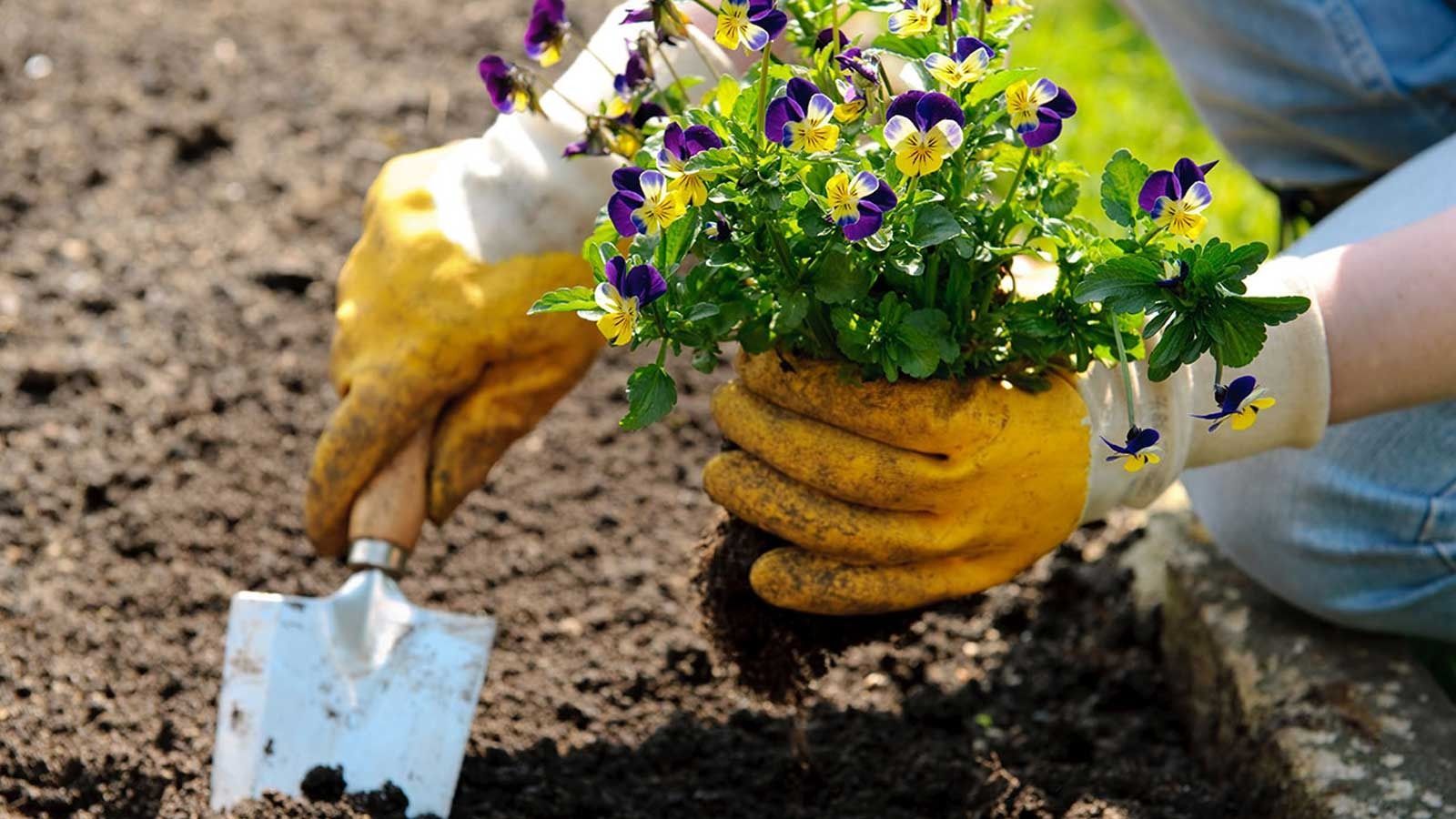 A person wearing yellow gardening gloves plants a small, purple and yellow pansy flower in dark garden soil using a trowel.