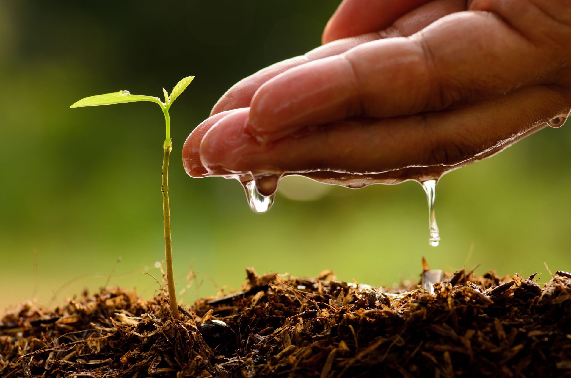 How Local Sourced Stone and Soil Improve Plant Health