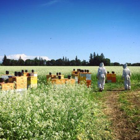 Agricultural pollination
