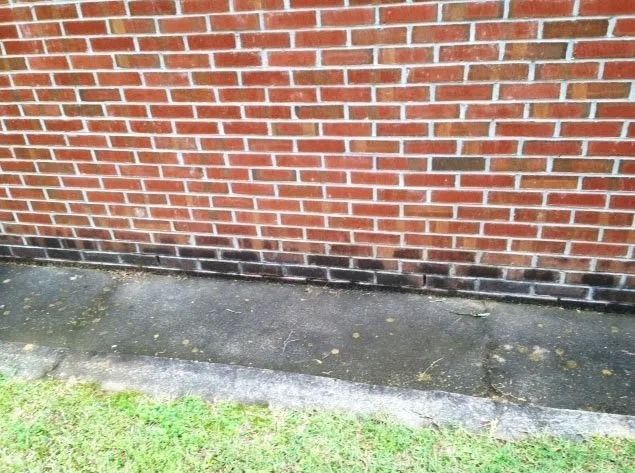 A low brick wall with dark, discolored mortar near the base, situated above a concrete walkway and a patch of green grass.