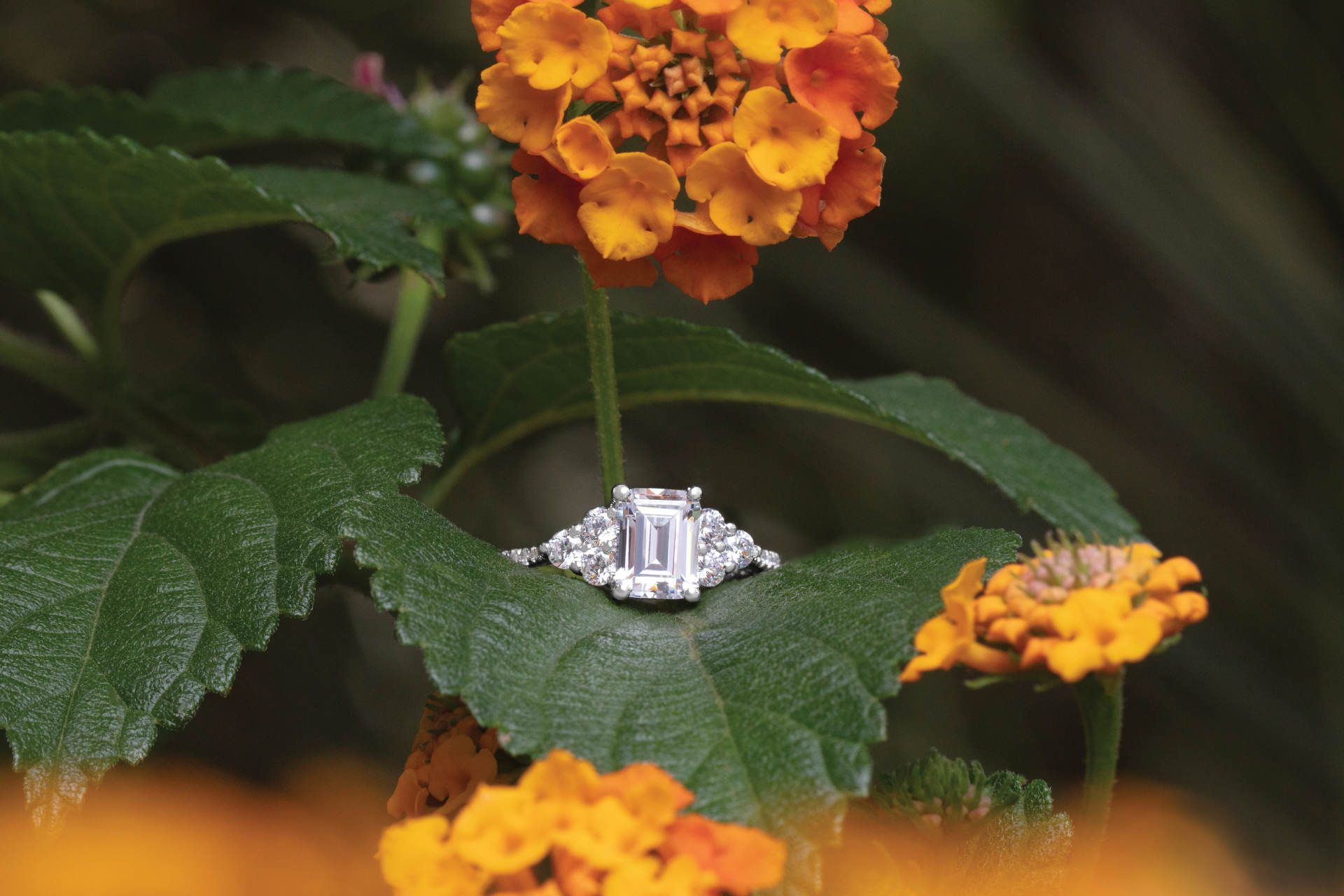 Elegant Rings and Bands