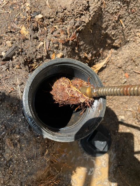 A metal pipe with a cable inside, showing a large clump of tree roots.