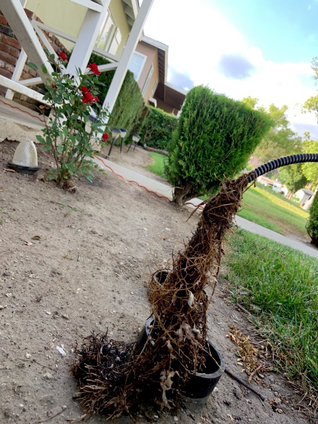 A black pipe with tangled roots pulled from the ground near a trimmed bush and rose bush in front of a house.