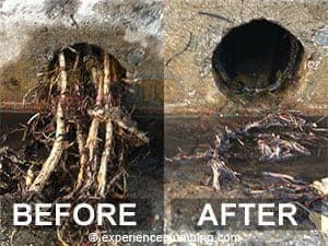 Before and after of a drainpipe: before, full of tree roots; after, cleaned out and empty.