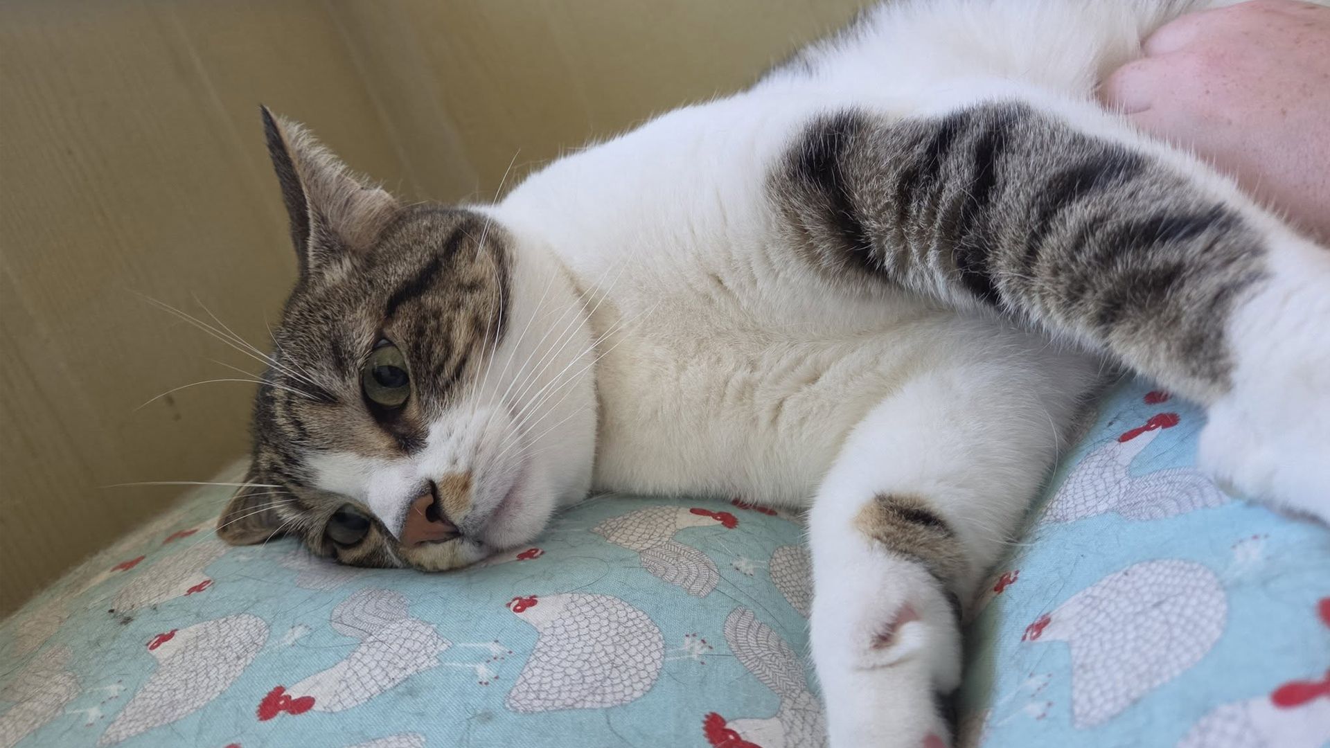 Tabby cat lounging on a blue patterned cushion, resting its head and stretching a paw